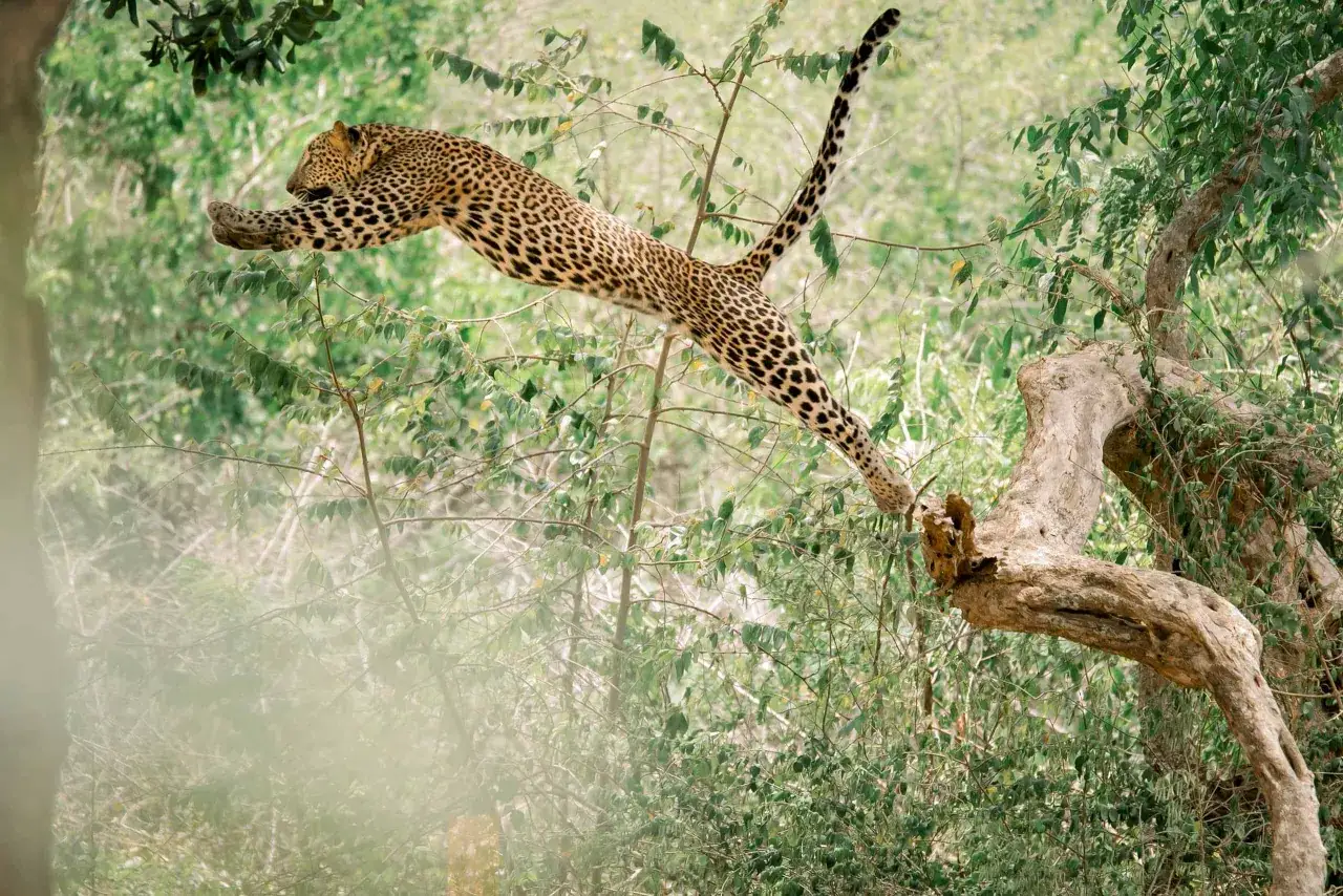 Leopardo en pleno salto entre ramas. Su agilidad demuestra por qué los leopardos son cazadores eficientes, alimentándose de lo que la naturaleza les ofrece.