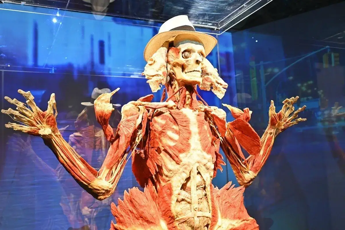 Anatomical specimen z wystawy Body Worlds Wrocław, prezentujący ludzkie mięśnie i kości, w białym kapeluszu.