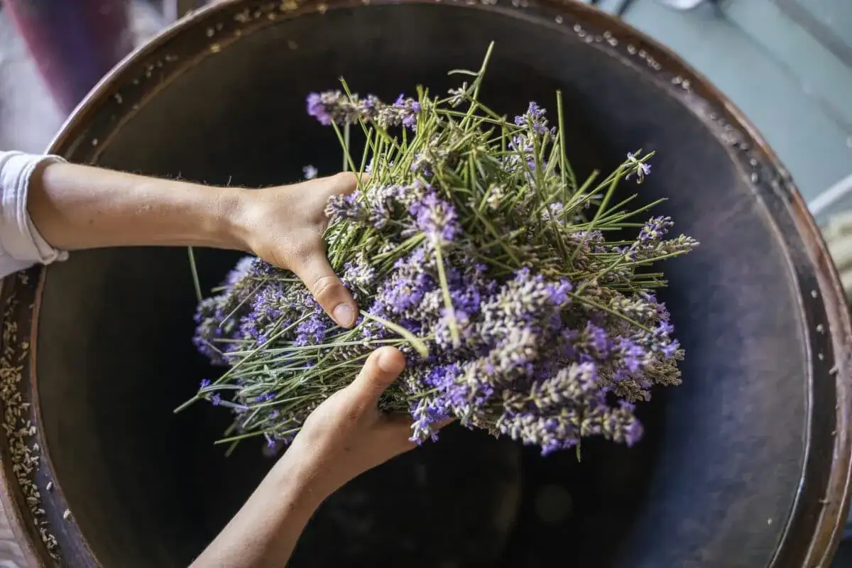 Mains tenant un bouquet de lavande, une plante reconnue pour ses propriétés de somnifère naturel, prêtes à être transformées.