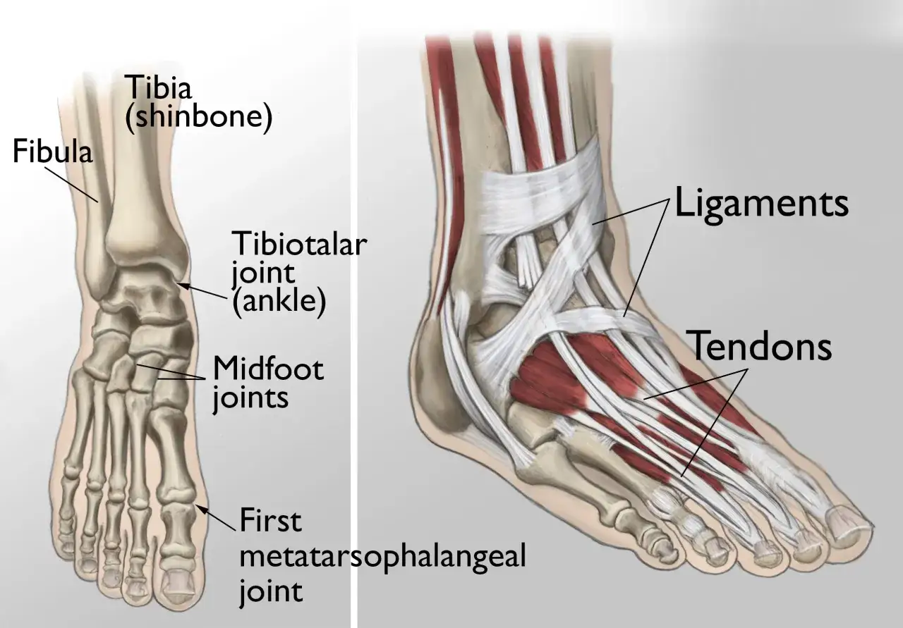 Anatomia del piede e caviglia: ossa, legamenti e tendini. Comprendere queste strutture aiuta a identificare le cause dei dolori alle caviglie e polsi.