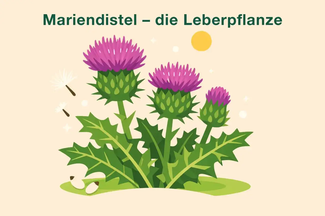 Mariendistel &ndash; die Leberpflanze. Bunte Bl&uuml;ten und Bl&auml;tter, die auf m&ouml;gliche mariendistel wechselwirkungen hinweisen.