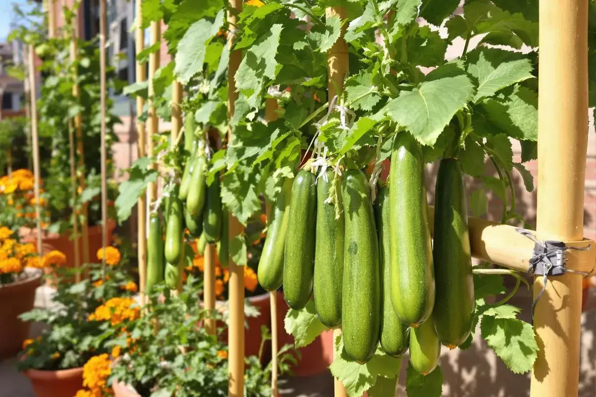 Courgettes vertes suspendues, une m&eacute;thode astucieuse pour cultiver courgette en hauteur. Des tiges de bambou soutiennent les plants.