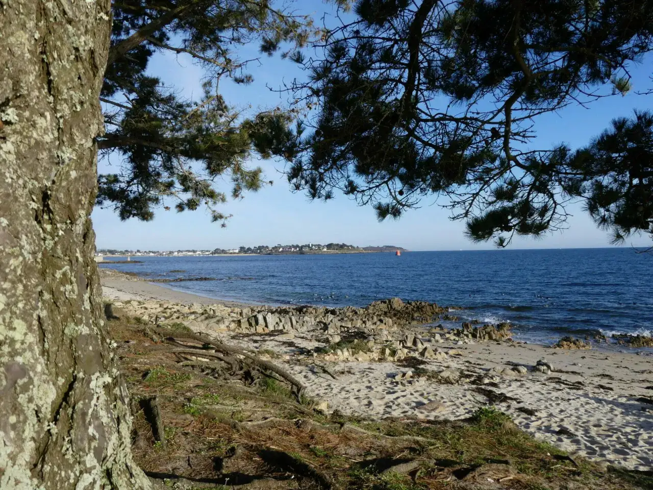 Vue sur la mer depuis un sentier de randonnée à Locmariaquer. Un pin surplombe la plage de sable et de rochers.