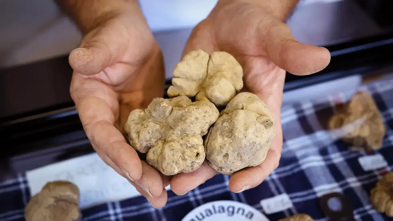 Mani che stringono tartufi bianchi, tesori delle Marche. Un profumo intenso che evoca la terra.