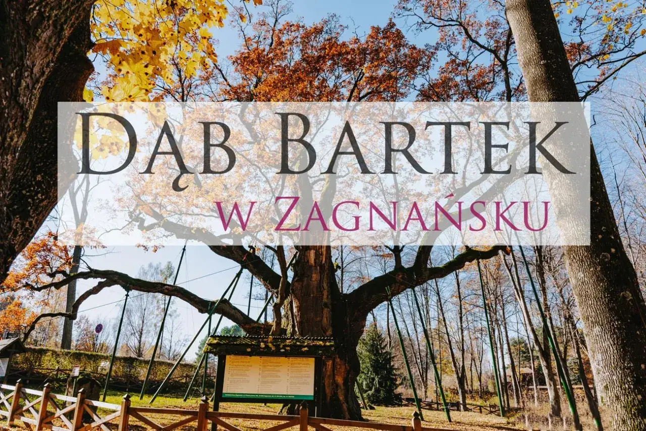 Dąb Bartek w Zagnańsku, pomnik przyrody. Ile ma lat? Ponad 700! Monumentalny dąb w jesiennej szacie.