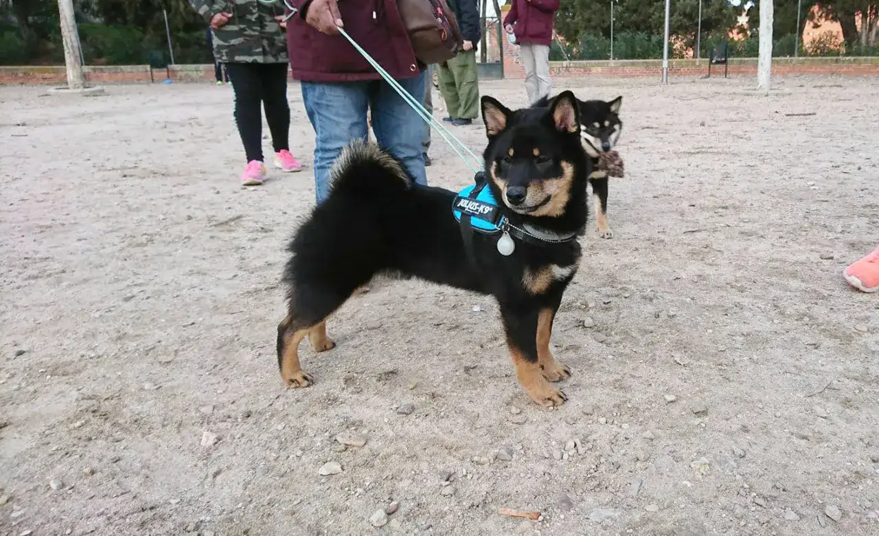 Un shiba inu con arnés azul, con opiniones positivas, posa en un parque. Otro shiba inu juega al fondo.