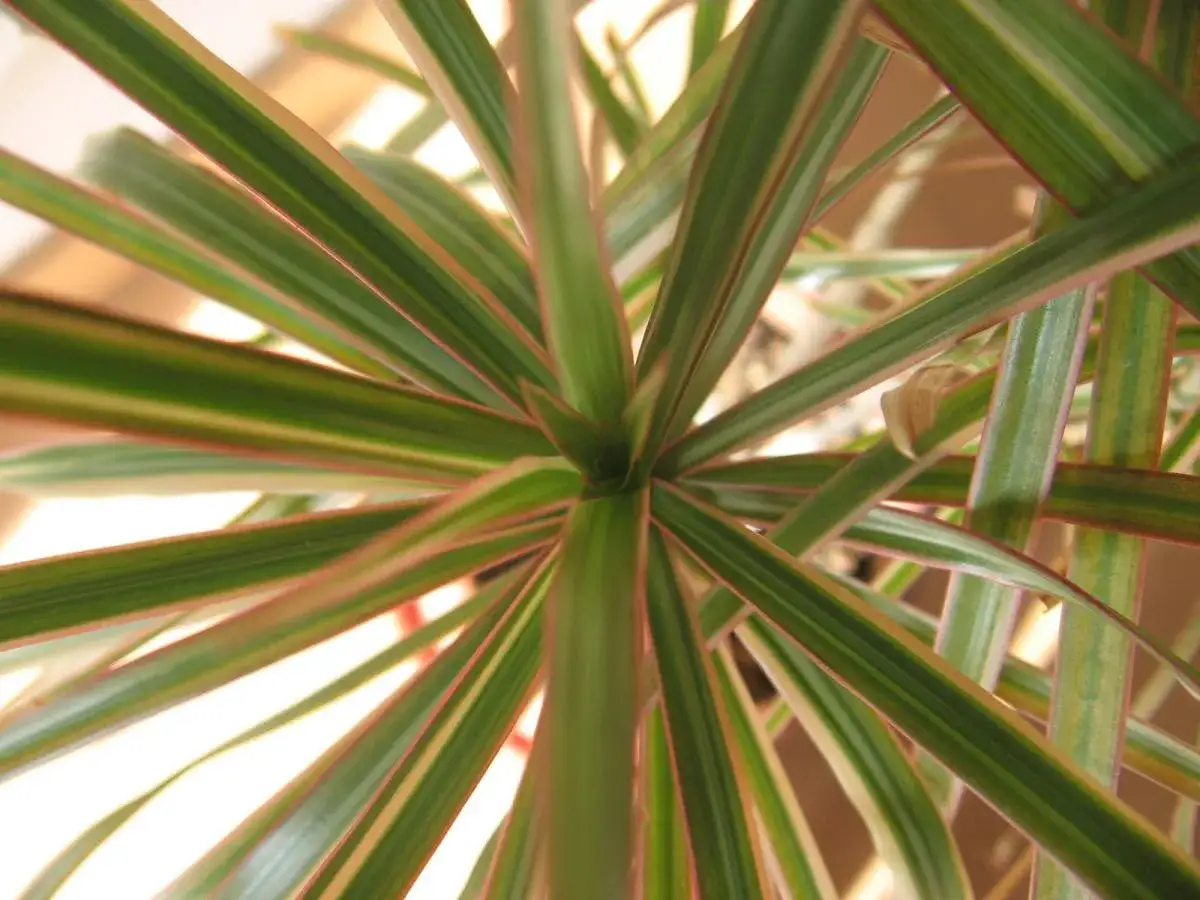 Hojas verdes y rosadas de Dracaena marginata, ideal para interiores. Sus cuidados son sencillos.