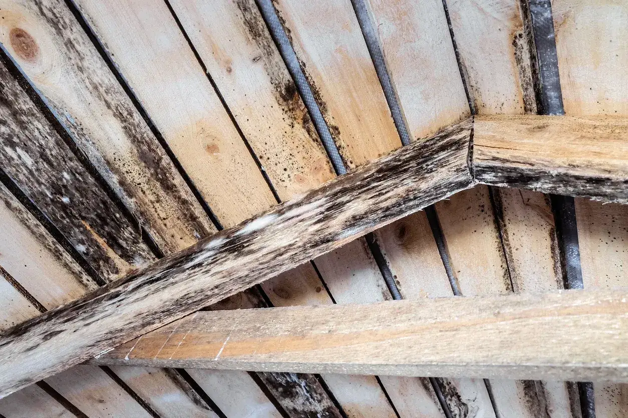 Legno annerito da muffa, un problema da risolvere per pulire e ripristinare la struttura.