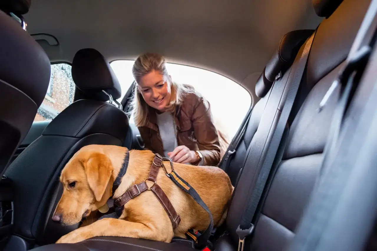 Une femme prépare le transport de son chien en voiture. Le chien est confortablement installé sur la banquette arrière, prêt pour le voyage.