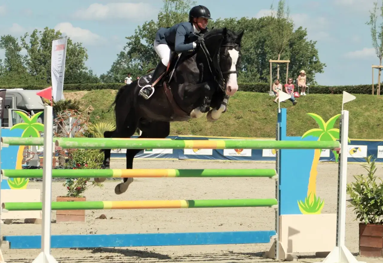 Un magnifique étalon Selle Français, parmi les meilleurs, franchit un obstacle avec grâce.