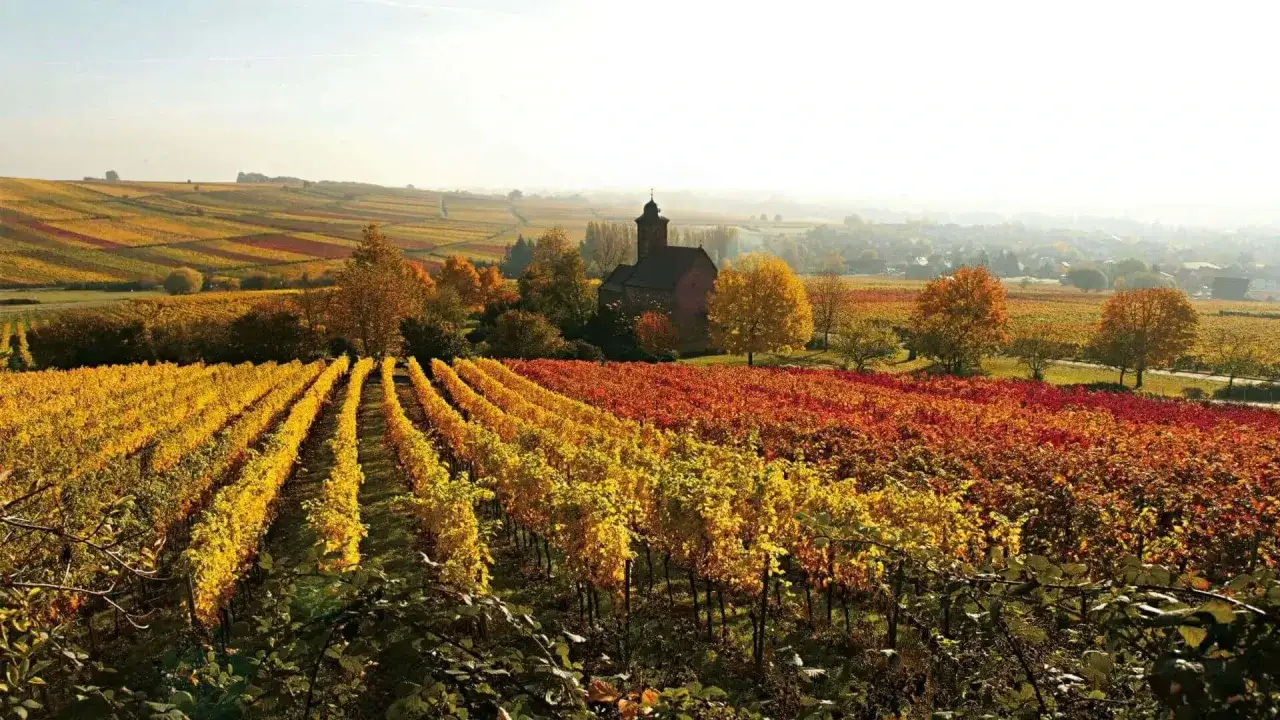Herbstliche Weinberge in der Pfalz, ein wahrer Geheimtipp. Bunte Reben leuchten vor einer kleinen Kirche.