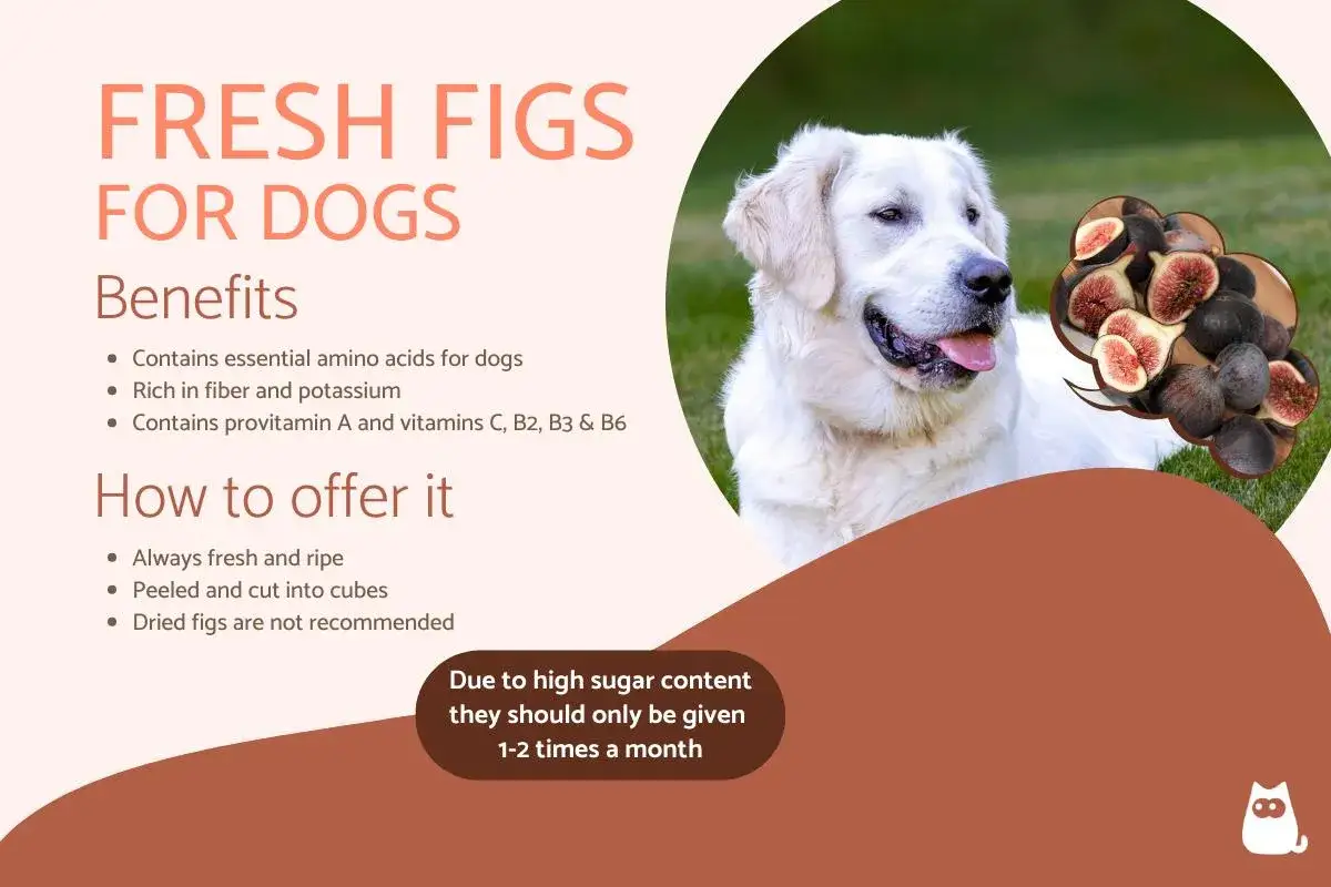 A golden retriever looks at a pile of fresh figs, with text explaining 
