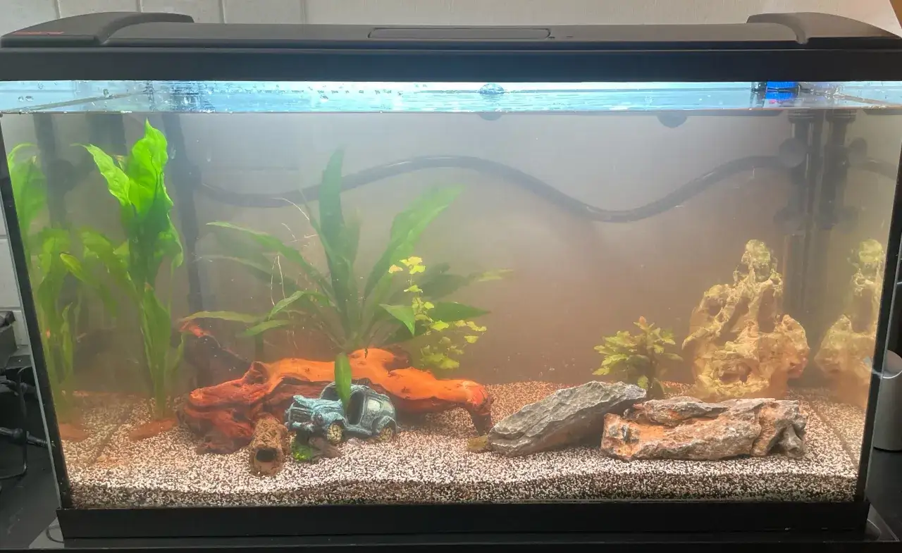 Akvarium med v&auml;xter, stenar och en bil-dekoration. Vattnet &auml;r grumligt, vilket kan tyda p&aring; f&ouml;rh&ouml;jt nitrit i akvarium.