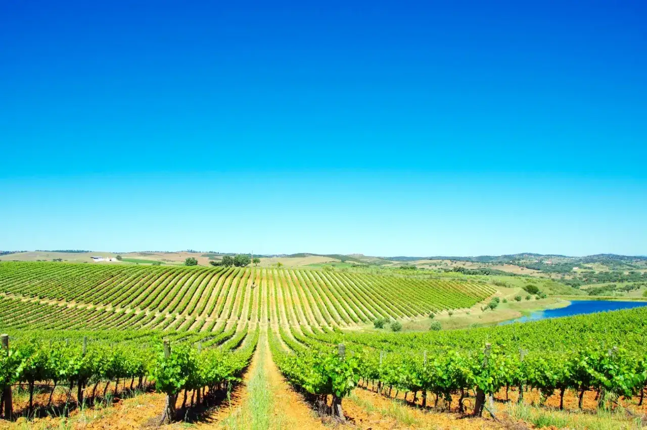 Vastes rangées de vignoble verdoyant s'étendant sur des collines sous un ciel bleu éclatant, près de Lisbonne. Un lac scintille au loin.