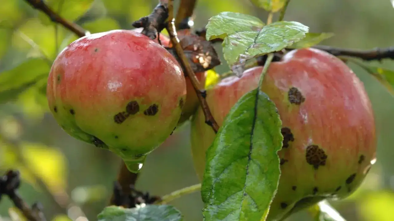 Mele rosse e verdi su un ramo, alcune con macchie scure che ricordano la butteratura amara. Una goccia d'acqua pende da una mela.