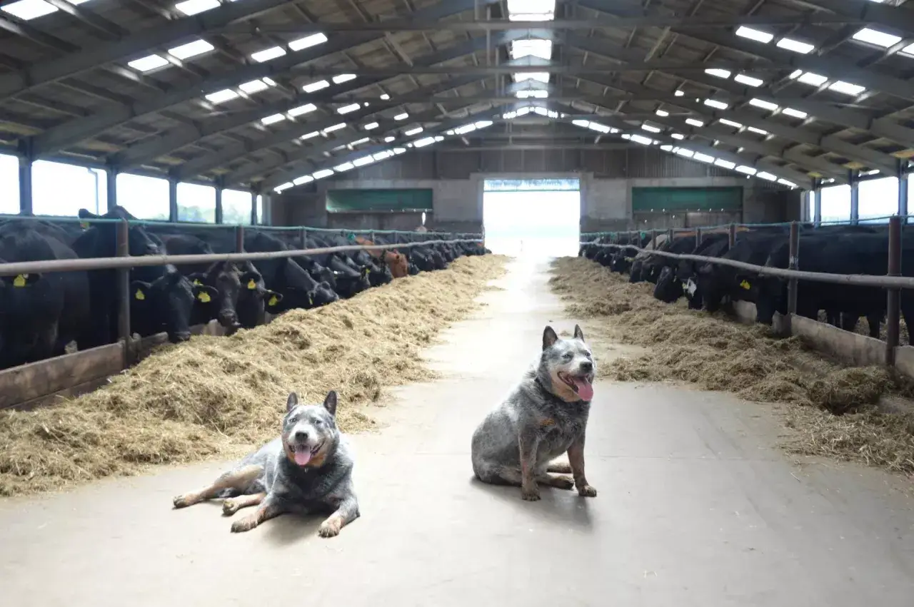 Dwa psy rasy cattle dog pilnują stada krów w oborze.