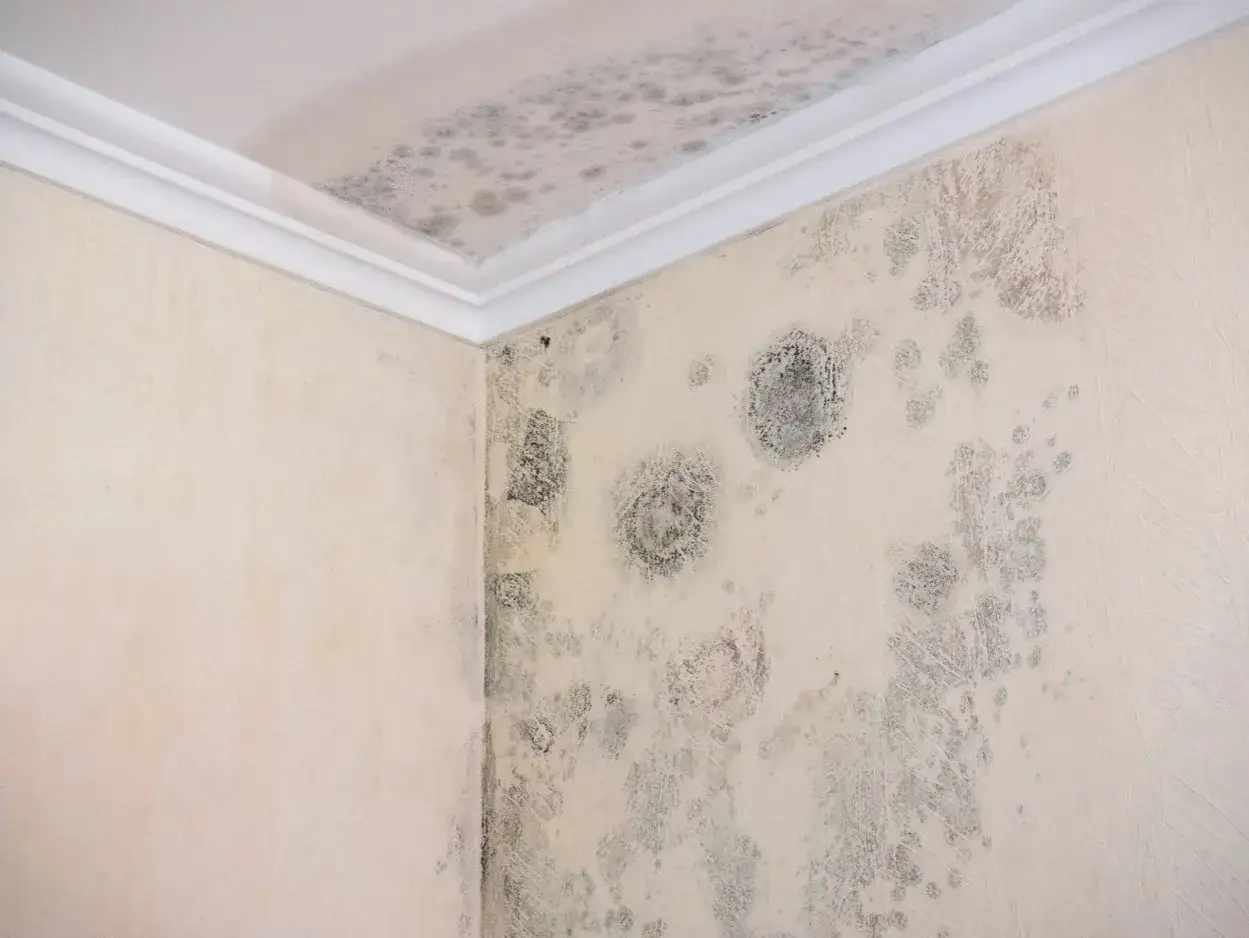 Manchas de moho y humedad en la esquina de una habitaci&oacute;n, indicando goteras en casa.