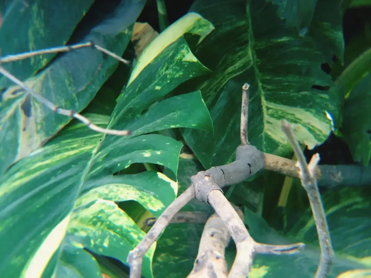 Monstera z bujnymi liśćmi i ciekawymi, szarymi korzeniami powietrznymi, które oplatają gałązki.