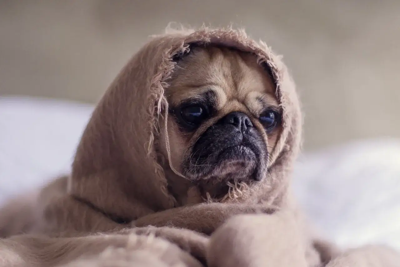 Un pug envuelto en una manta, con cara de preocupación. ¿Mi perro tiene mocos? ¡Necesita mimos y quizás un caldo de pollo!