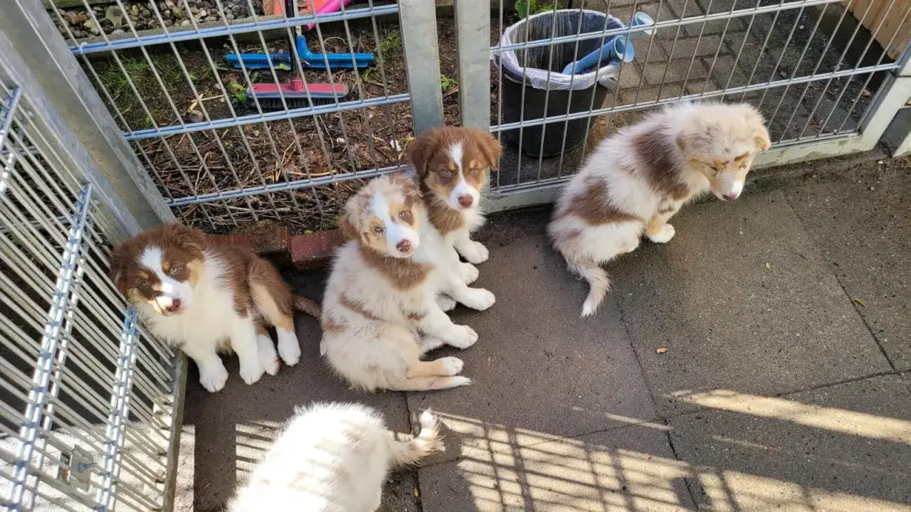 Vier niedliche Australian Shepherd Welpen, auch in Not, sitzen auf dem Boden vor einem Gitterzaun.