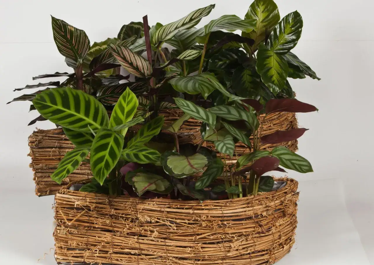 Krzewy calathea w wiklinowych osłonkach. Dowiedz się, jak dbać o te piękne rośliny o ozdobnych liściach.