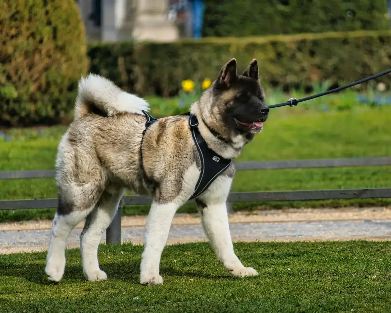 Akita amerykańska pełna sylwetka