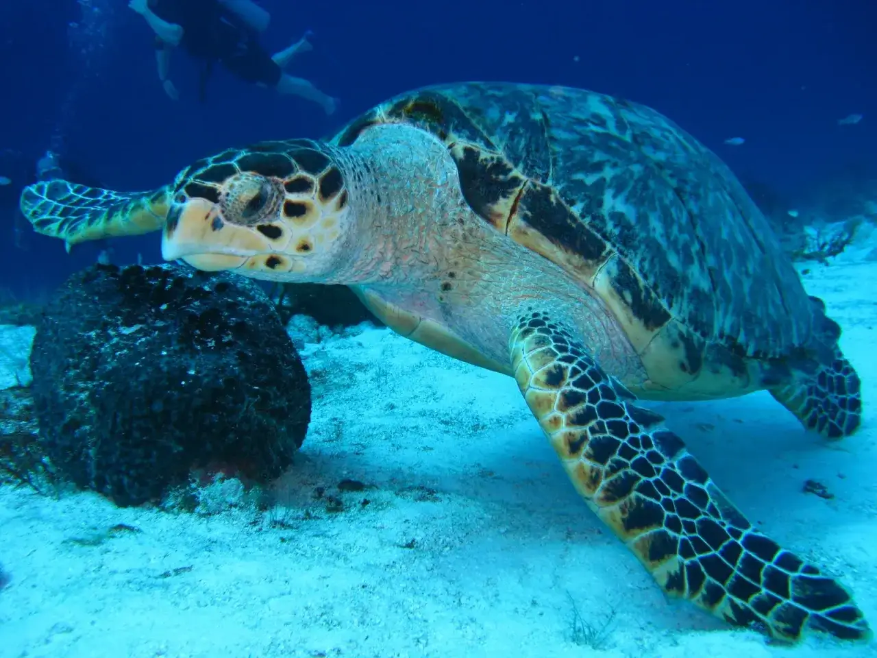 Żółw morski podczas nurkowania na Mauritiusie. W tle widać sylwetki nurków.
