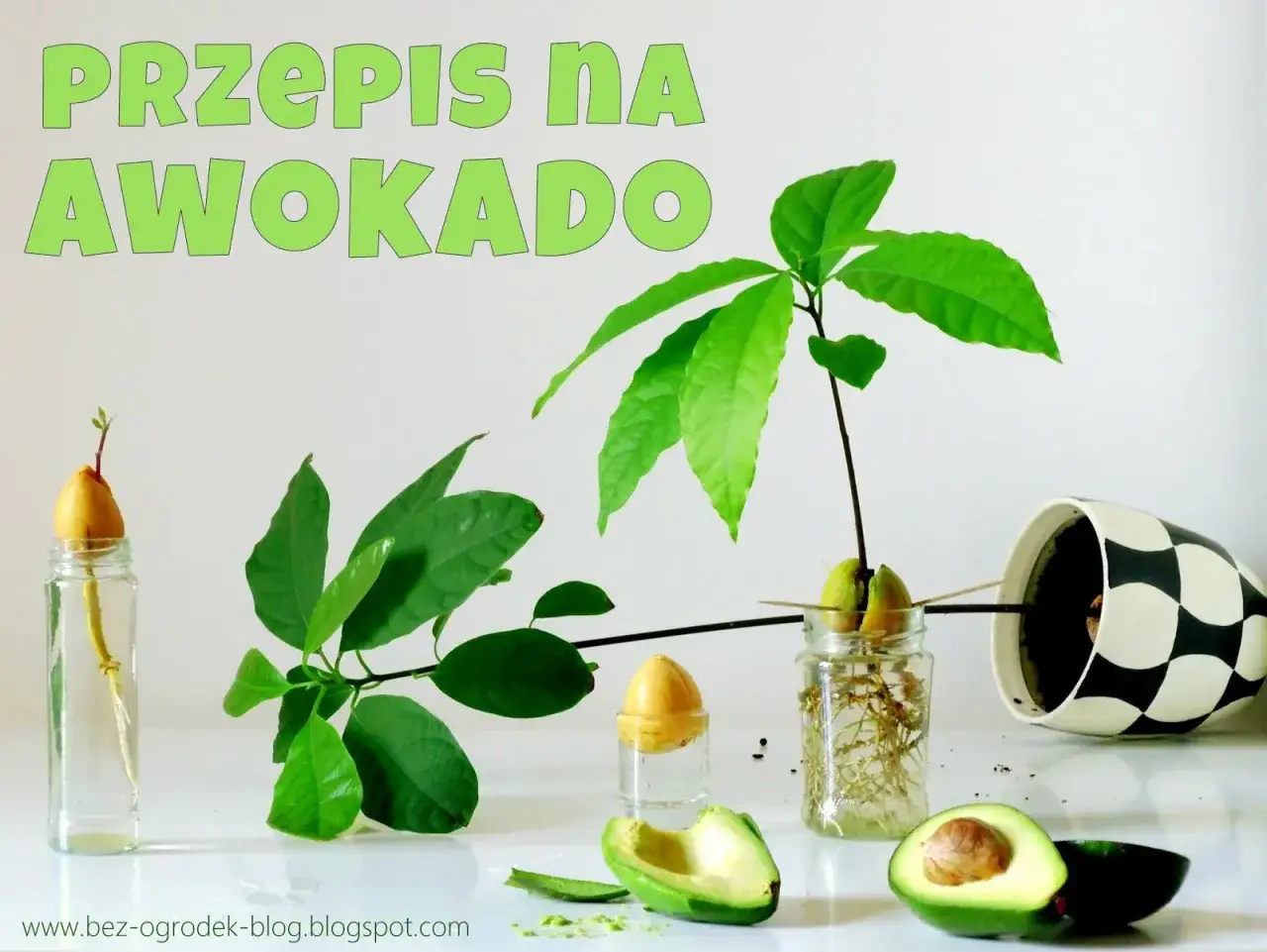 Rośnij, awokado z pestki! Woda, słońce i cierpliwość. Oto przepis na domowy ogród.