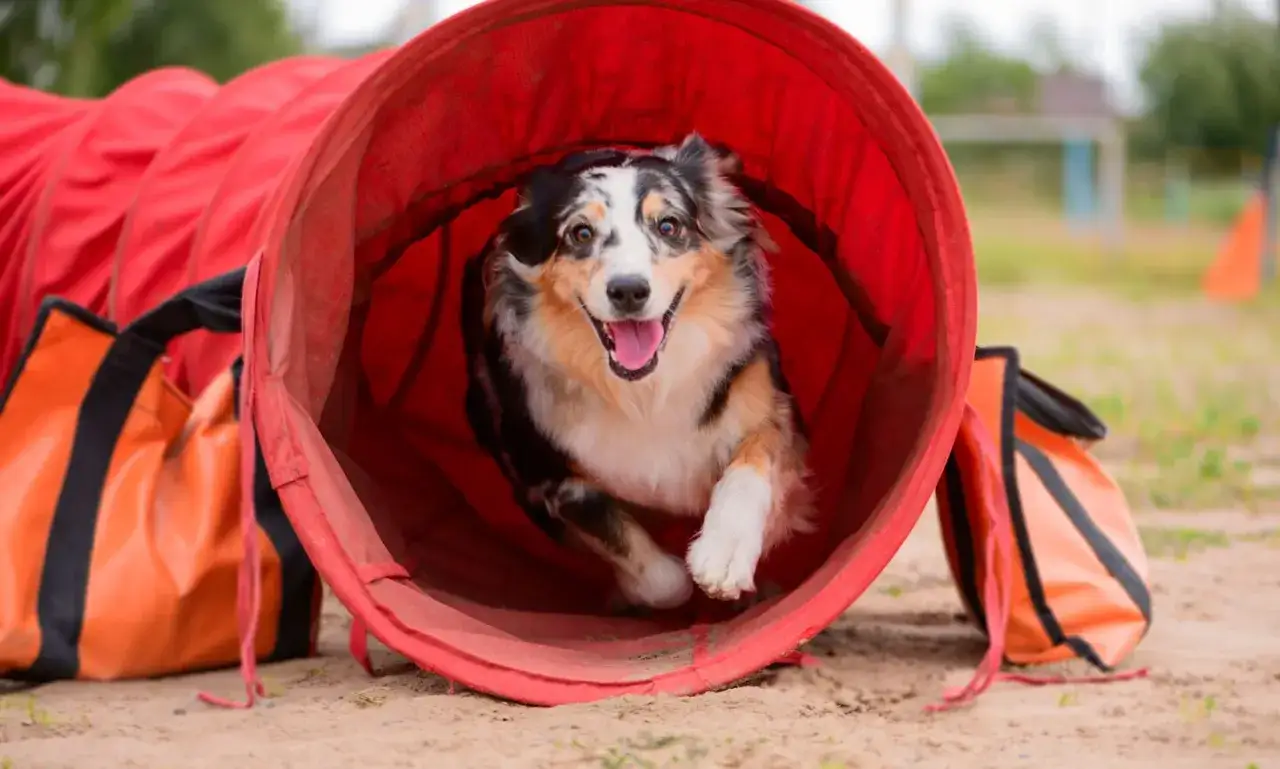 Fröhlicher Australian Shepherd rennt durch roten Agility-Tunnel.