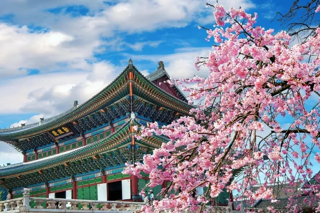 Kwiaty wiśni kwitną przed tradycyjnym pałacem w Korei Południowej. Wspaniałe koreańskie atrakcje w pełnej krasie.