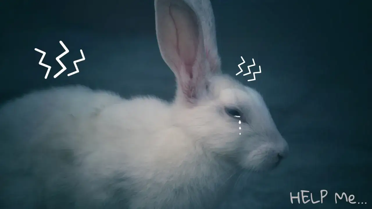 Biały królik płacze, a obok niego rysunki symbolizujące dźwięki. Czy króliki wydają jakieś dźwięki? Pomocy!