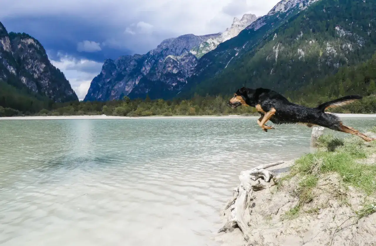 Ein Hund springt im Flug &uuml;ber einen See in den Dolomiten. Die Berge im Hintergrund sind dramatisch und bew&ouml;lkt.