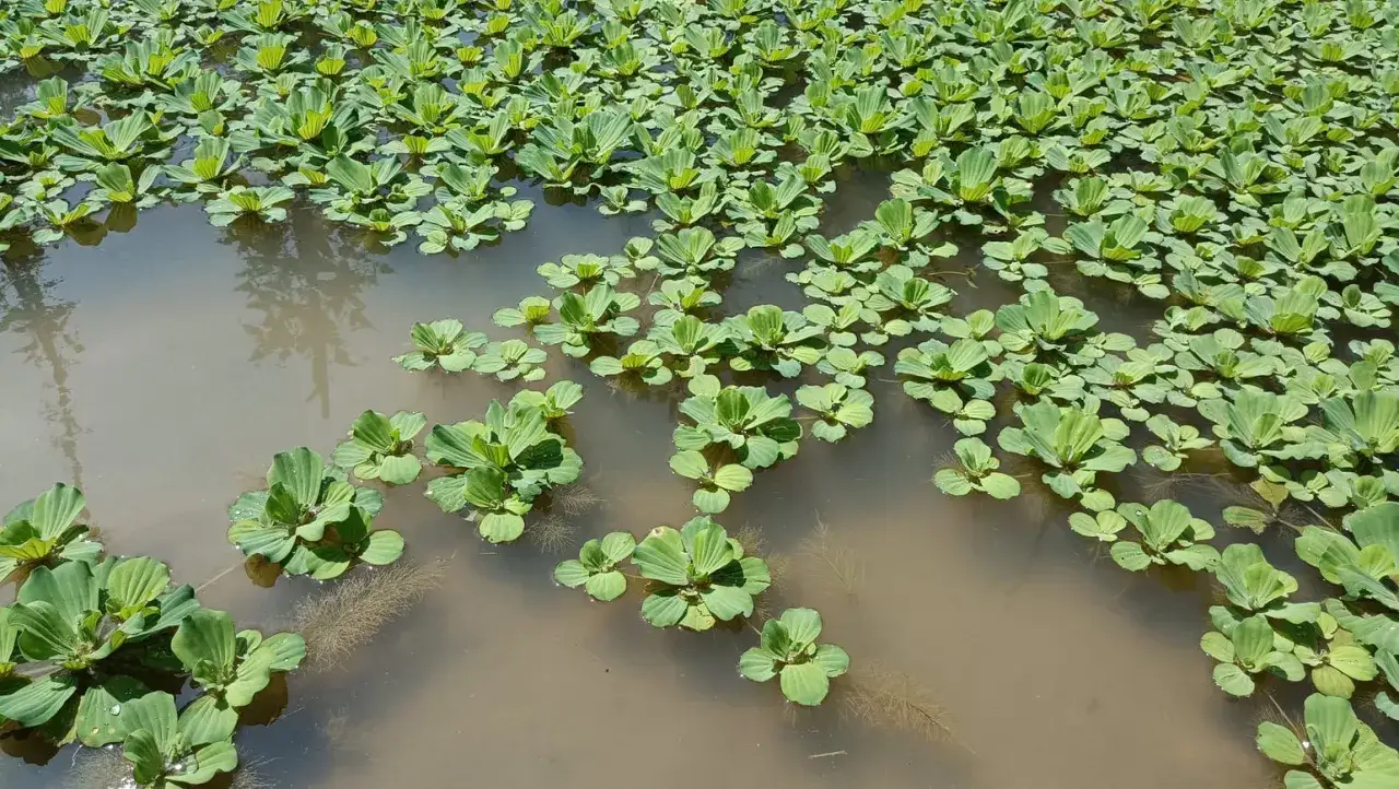Vaste étendue d'eau recouverte de pistia stratiotes, formant un tapis végétal vert vif.
