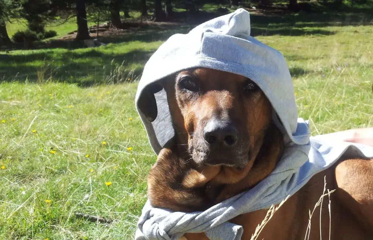 Ein brauner Hund mit Kapuze im Gras, die Sonne scheint.