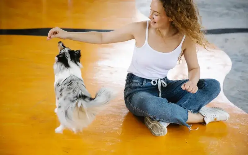 pies pozytywne wzmocnienie trening