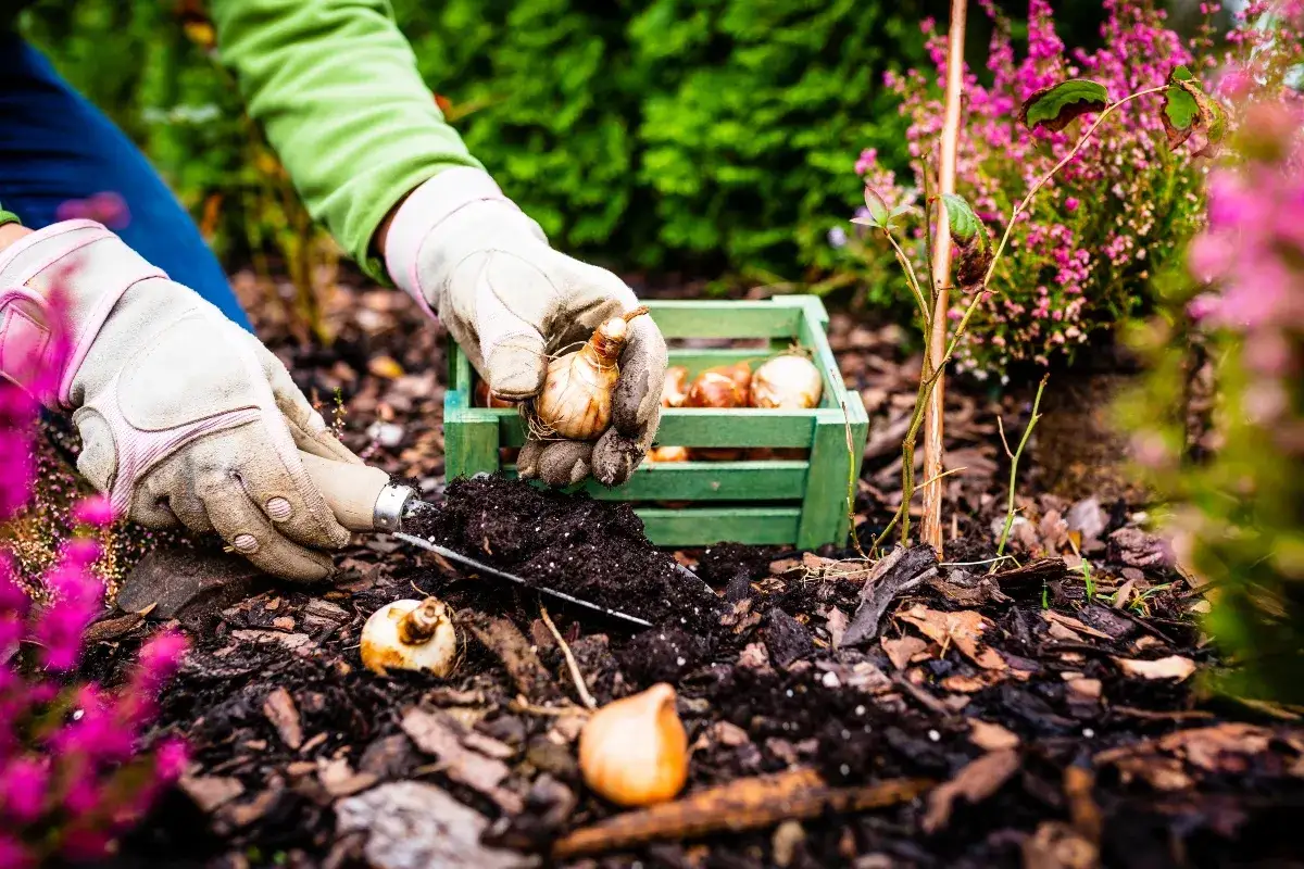 Hände mit Handschuhen pflanzen Zwiebeln im August. Was kann man im August pflanzen? Blumen für den Frühling!