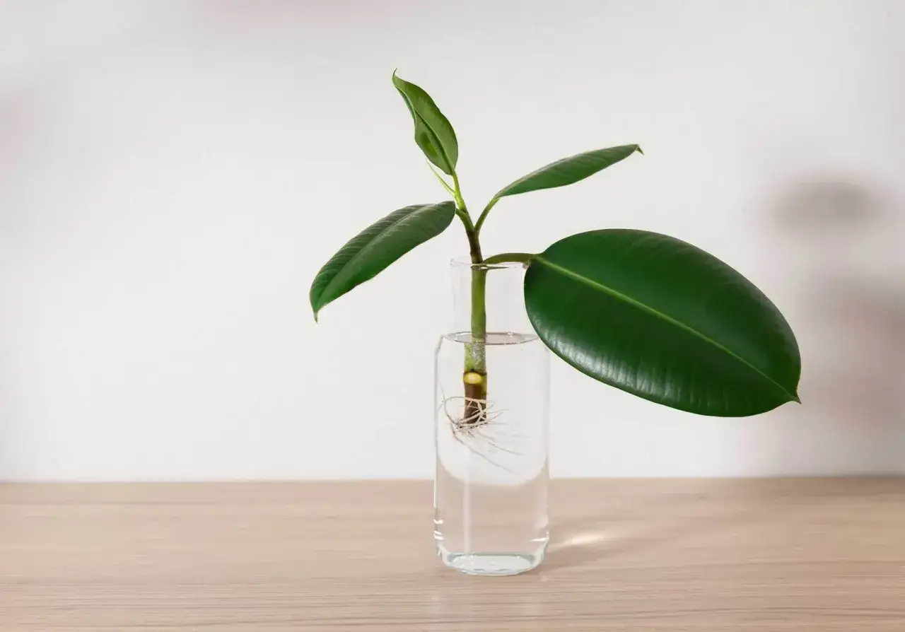 Ein Gummibaum-Steckling mit Wurzeln in einem Glas Wasser. So einfach l&auml;sst sich ein Gummibaum vermehren.