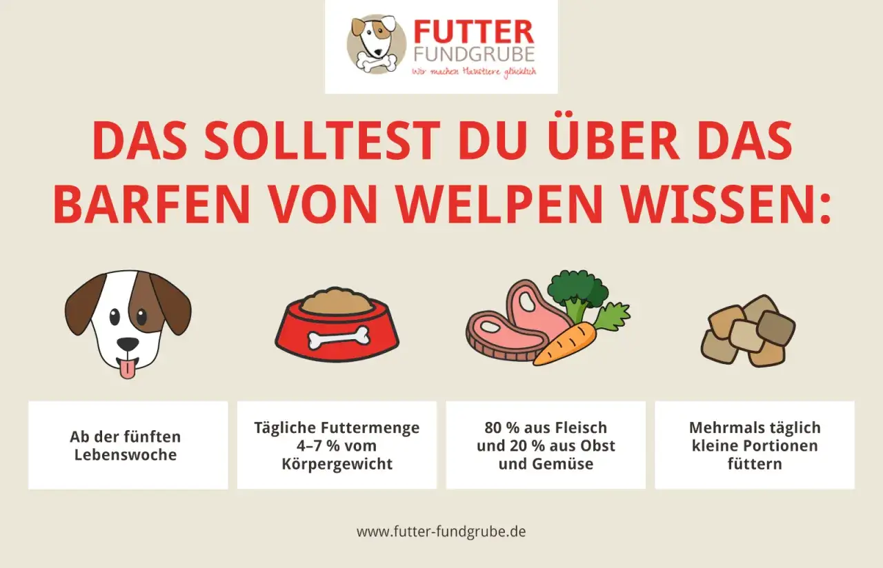 Barf rezepte welpe: Infos zur F&uuml;tterung ab der 5. Lebenswoche, t&auml;gliche Menge, Fleisch-Gem&uuml;se-Verh&auml;ltnis & kleine Portionen.