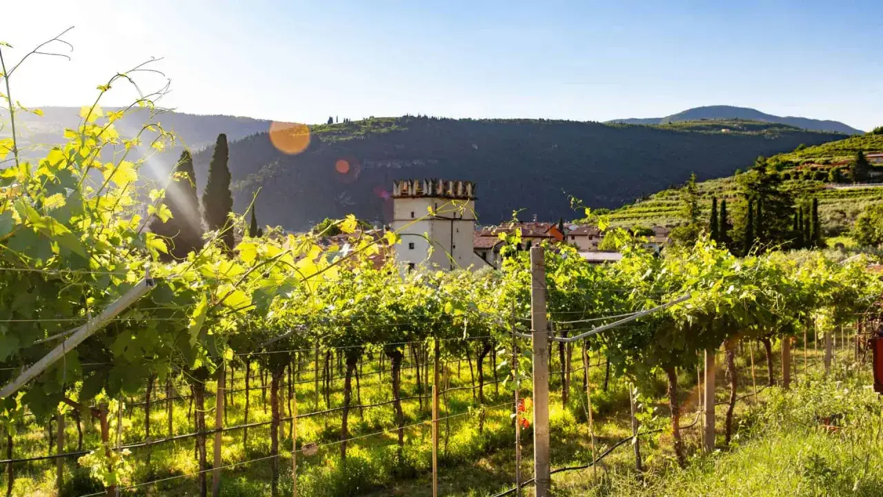 Sonnenbeschienene Weinreben vor einem Turm und Hügeln. Ein malerischer Blick auf die Marken Italiens, wo Wein und Geschichte Hand in Hand gehen.