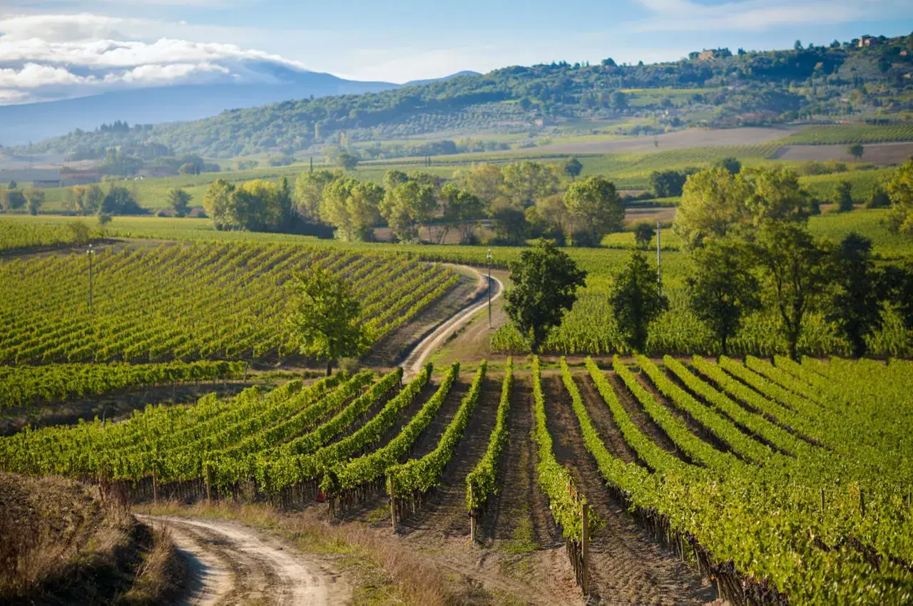Vigneti rigogliosi sotto il sole toscano, un paesaggio che promette il migliore Brunello di Montalcino.