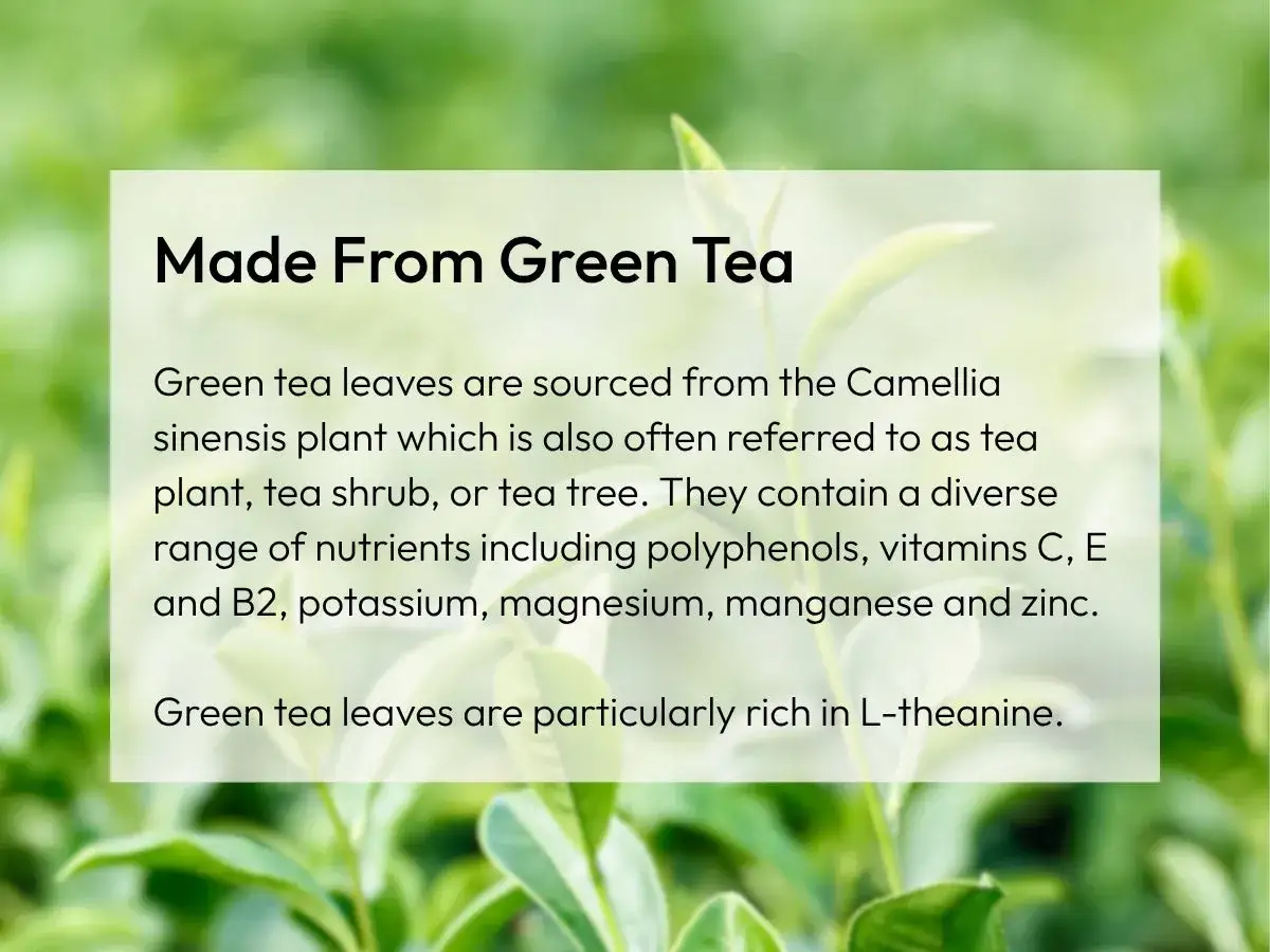 Liście zielonej herbaty, bogate w L-teaninę, pochodzą z rośliny Camellia sinensis.