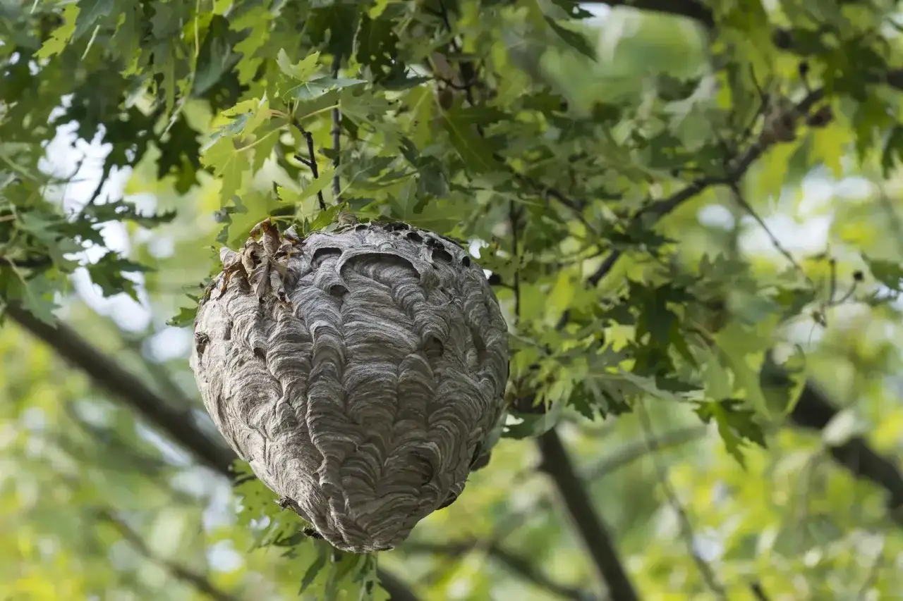 Gro&szlig;es Hornissennest h&auml;ngt in einem Baum. Die Entfernung von Hornissennestern kann kostenintensiv sein.