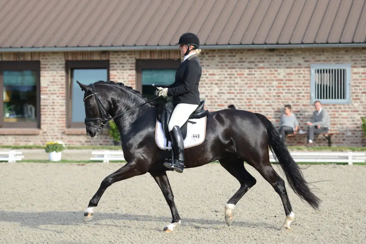 Ein schwarzes Pferd im Trab, geritten von einer Reiterin in Reitkleidung, vor einer Ziegelsteinwand.