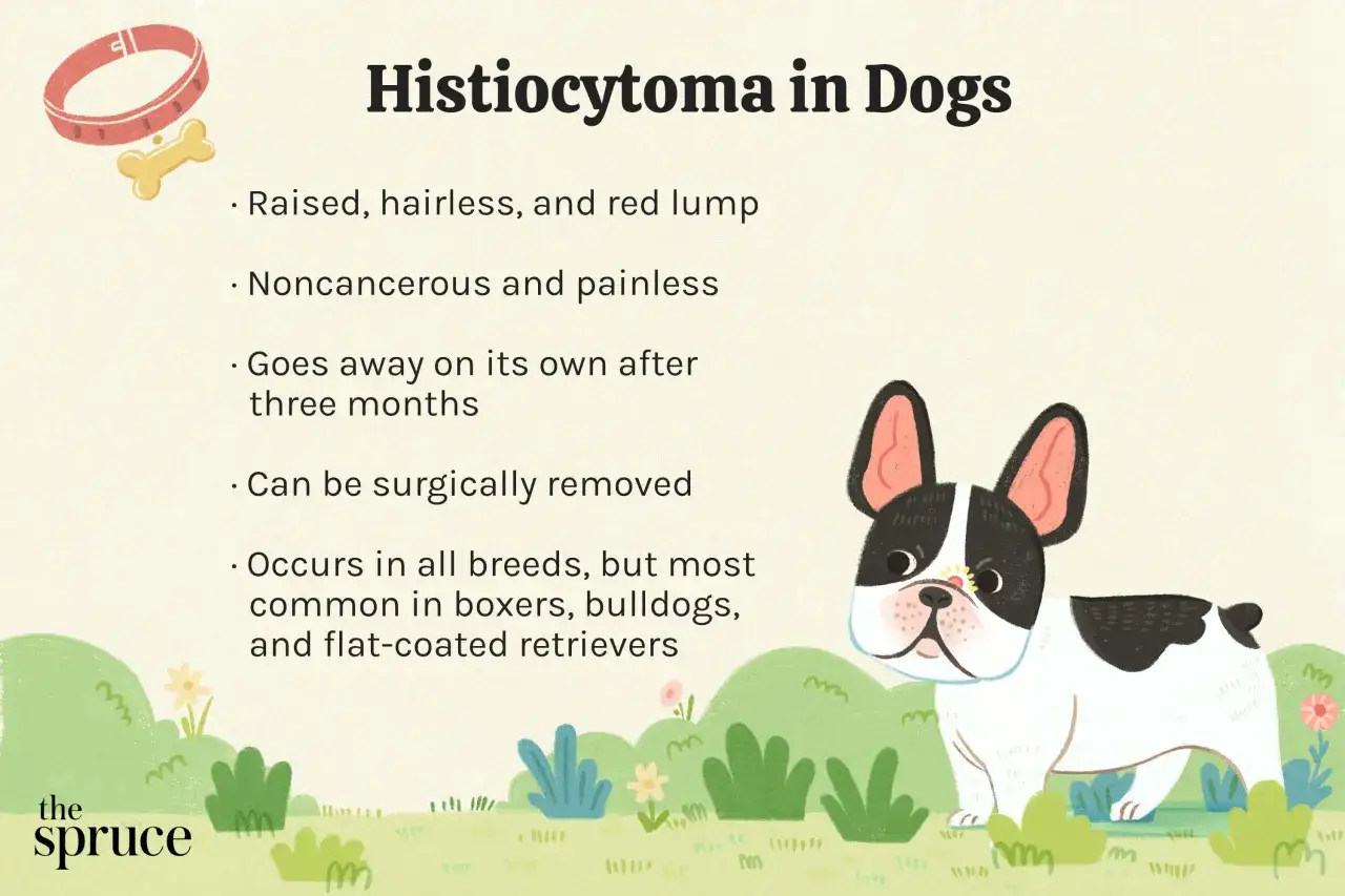 Ilustracja przedstawia informacje o histiocytoma u psa, z uroczym buldogiem francuskim.