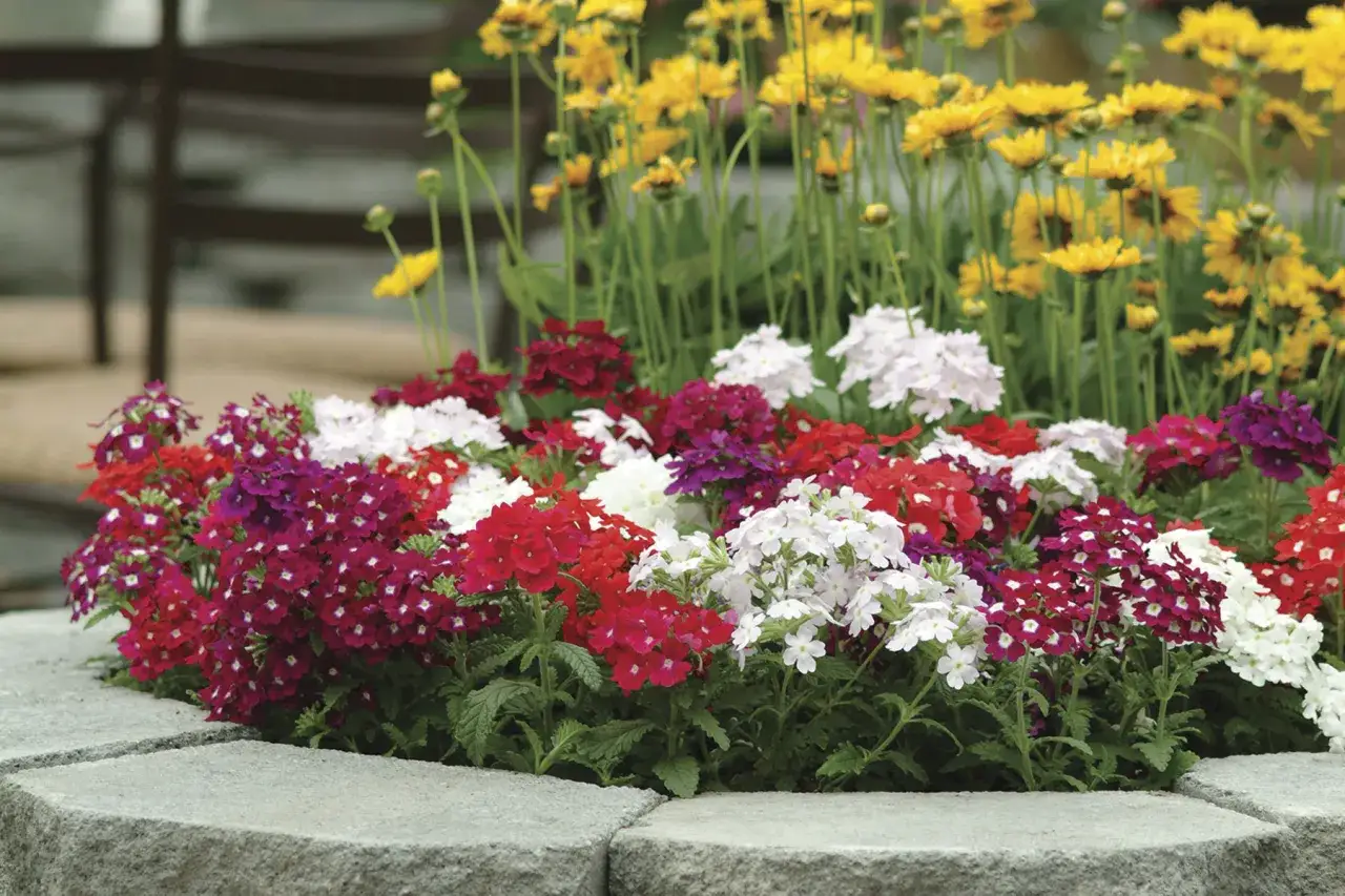 Un parterre de verveine fleur aux couleurs vives : rouge, blanc, rose et violet, bordé de pierres grises.