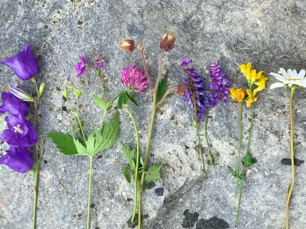 Sju sorters blommor, fr&aring;n bl&aring;klockor till pr&auml;stkrage, ligger utspridda p&aring; en gr&aring; sten.