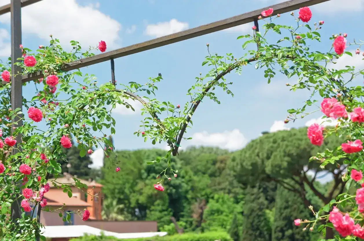 Rami di rose rosa rampicanti adornano un pergolato sotto un cielo azzurro. Un angolo incantevole dei giardini di rose.