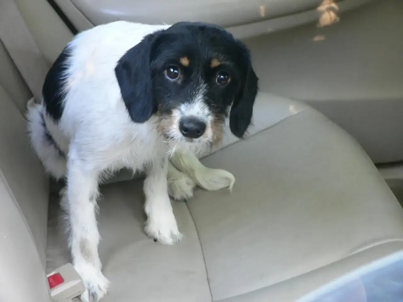Perro blanco y negro sentado en el asiento del coche, con expresión de preocupación, quizás porque mi perro tiembla por el viaje.
