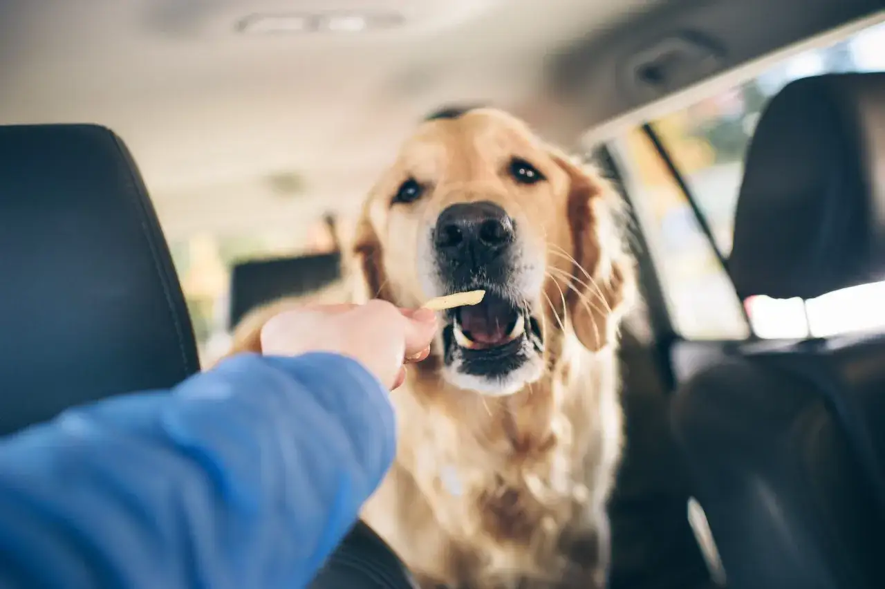 Złoty retriever w samochodzie dostaje frytkę. Czy pies może jeść s&oacute;l? Lepiej nie ryzykować, ale ten pies wygląda na zadowolonego.