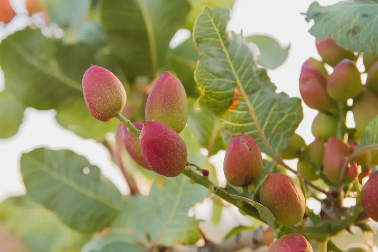 Rote Pistazienfr&uuml;chte h&auml;ngen an einem Ast. Viele fragen sich, ist die Pistazie eine Nuss? Botanisch gesehen ist sie eine Steinfrucht.